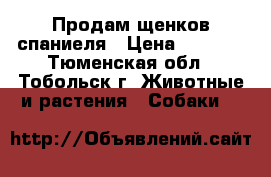 Продам щенков спаниеля › Цена ­ 5 000 - Тюменская обл., Тобольск г. Животные и растения » Собаки   